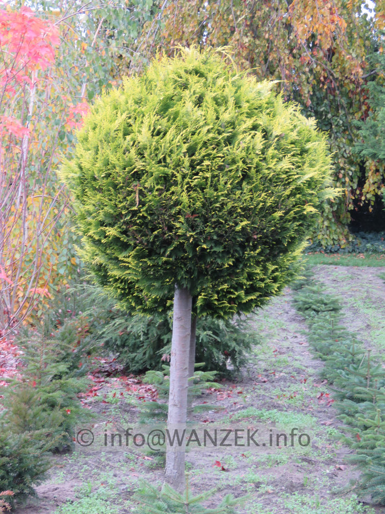 Chamaecyparis lawsoniana Yvonne - Kugelstamm 01.JPG